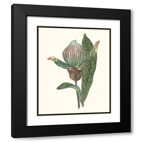 Orchid Display III Black Modern Wood Framed Art Print with Double Matting by Wang, Melissa