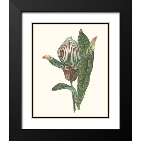 Orchid Display III Black Modern Wood Framed Art Print with Double Matting by Wang, Melissa