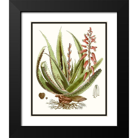 Antique Aloe I Black Modern Wood Framed Art Print with Double Matting by Unknown