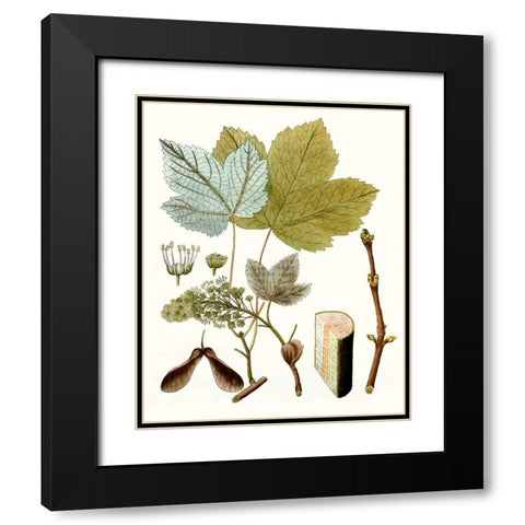 Maple Leaves IV Black Modern Wood Framed Art Print with Double Matting by Unknown