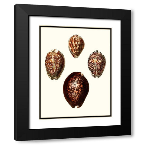 Conchologia Iconica I Black Modern Wood Framed Art Print with Double Matting by Unknown