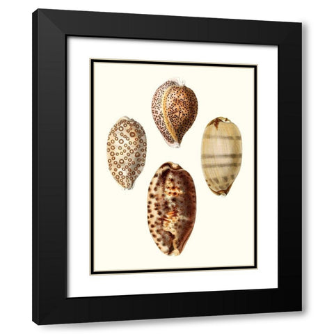 Conchologia Iconica II Black Modern Wood Framed Art Print with Double Matting by Unknown