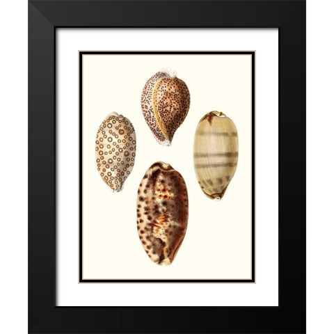 Conchologia Iconica II Black Modern Wood Framed Art Print with Double Matting by Unknown