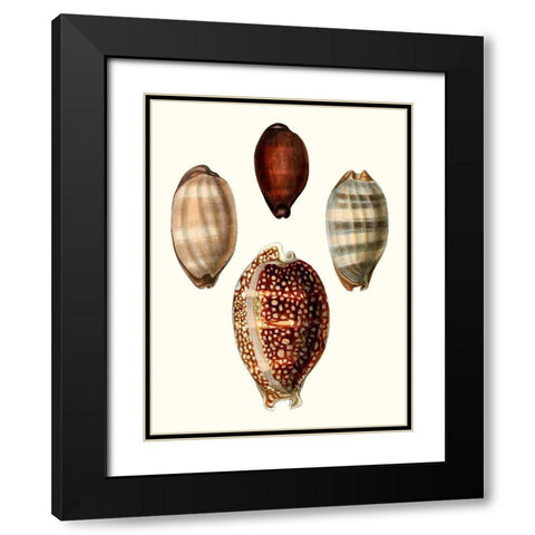 Conchologia Iconica III Black Modern Wood Framed Art Print with Double Matting by Unknown