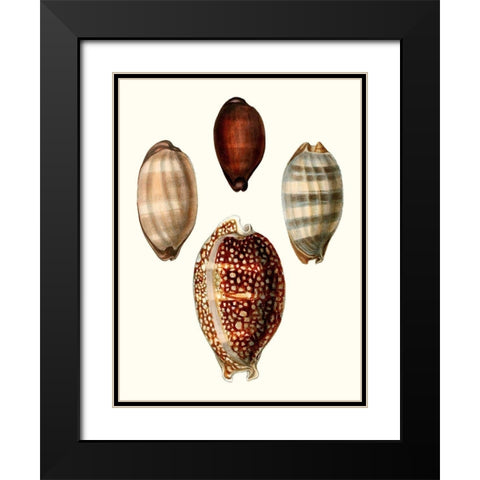 Conchologia Iconica III Black Modern Wood Framed Art Print with Double Matting by Unknown
