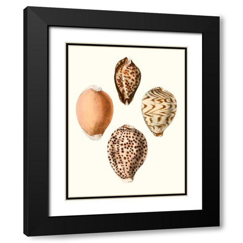 Conchologia Iconica IV Black Modern Wood Framed Art Print with Double Matting by Unknown