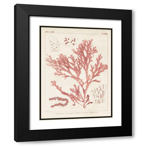 Antique Coral Seaweed I Black Modern Wood Framed Art Print with Double Matting by Vision Studio