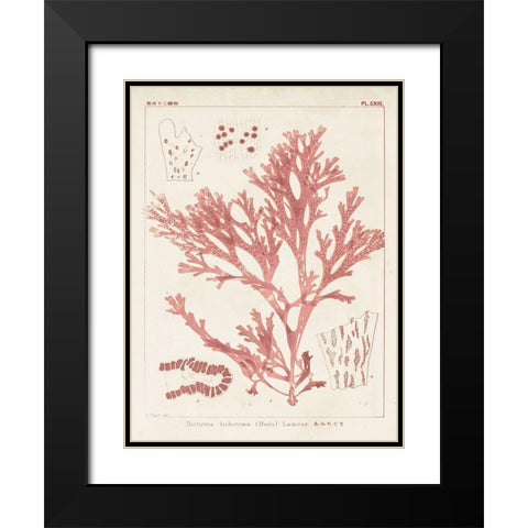 Antique Coral Seaweed I Black Modern Wood Framed Art Print with Double Matting by Vision Studio