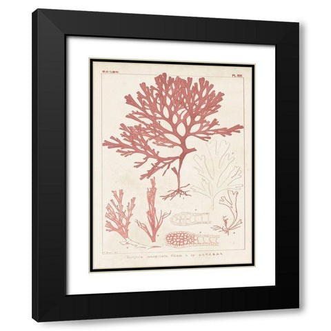 Antique Coral Seaweed II Black Modern Wood Framed Art Print with Double Matting by Vision Studio