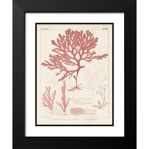 Antique Coral Seaweed II Black Modern Wood Framed Art Print with Double Matting by Vision Studio