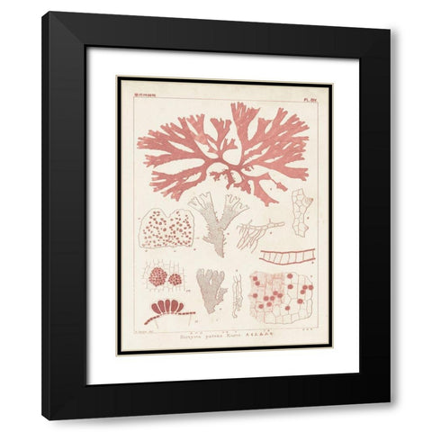 Antique Coral Seaweed III Black Modern Wood Framed Art Print with Double Matting by Vision Studio