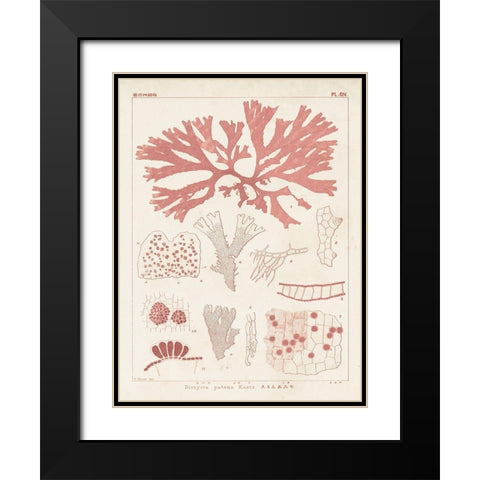Antique Coral Seaweed III Black Modern Wood Framed Art Print with Double Matting by Vision Studio