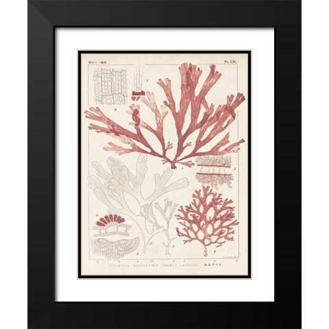 Antique Coral Seaweed IV Black Modern Wood Framed Art Print with Double Matting by Vision Studio