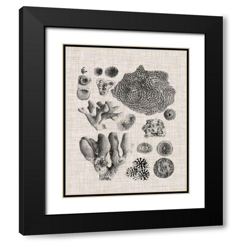 Coral Specimen II Black Modern Wood Framed Art Print with Double Matting by Vision Studio