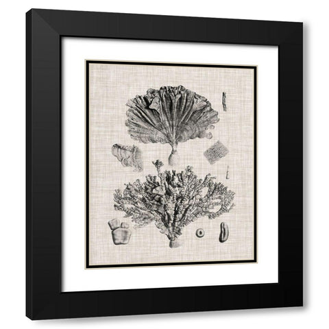 Coral Specimen III Black Modern Wood Framed Art Print with Double Matting by Vision Studio