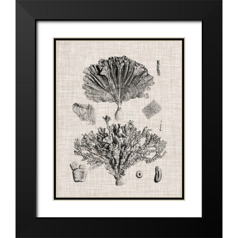 Coral Specimen III Black Modern Wood Framed Art Print with Double Matting by Vision Studio