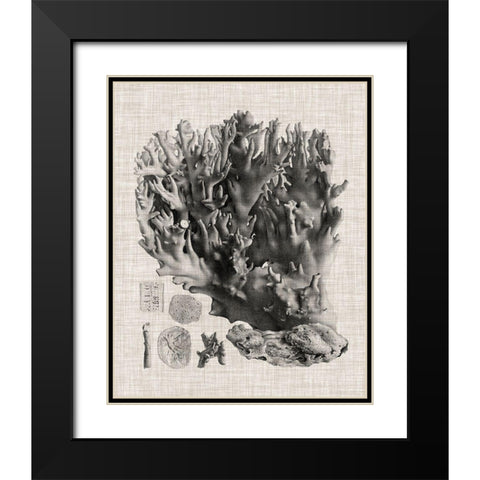 Coral Specimen V Black Modern Wood Framed Art Print with Double Matting by Vision Studio