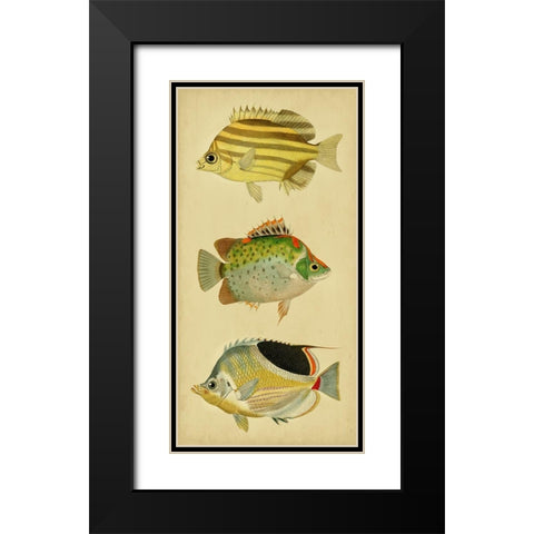 Trio of Tropical Fish I Black Modern Wood Framed Art Print with Double Matting by Vision Studio