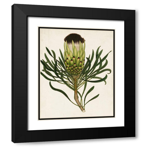 Antique Protea II Black Modern Wood Framed Art Print with Double Matting by Unknown