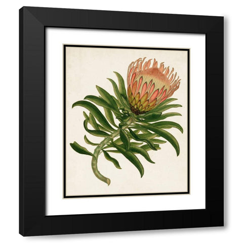 Antique Protea IV Black Modern Wood Framed Art Print with Double Matting by Unknown