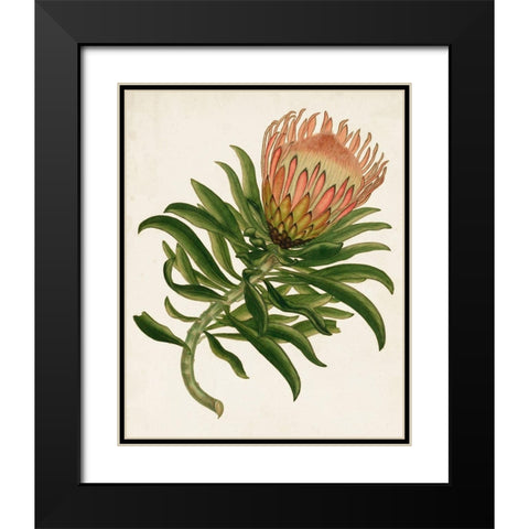 Antique Protea IV Black Modern Wood Framed Art Print with Double Matting by Unknown