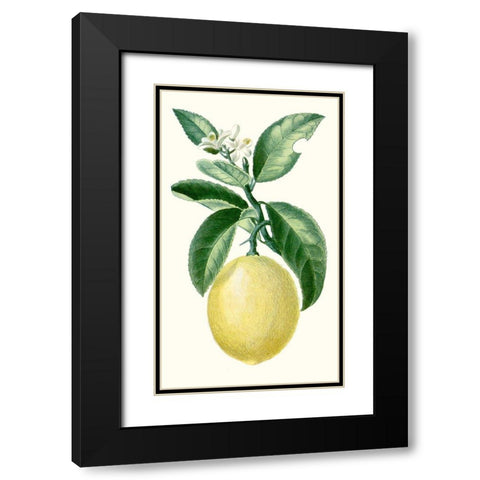 Turpin Fruit I Black Modern Wood Framed Art Print with Double Matting by Turpin