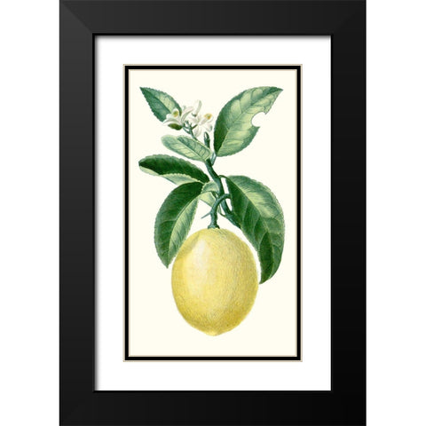 Turpin Fruit I Black Modern Wood Framed Art Print with Double Matting by Turpin