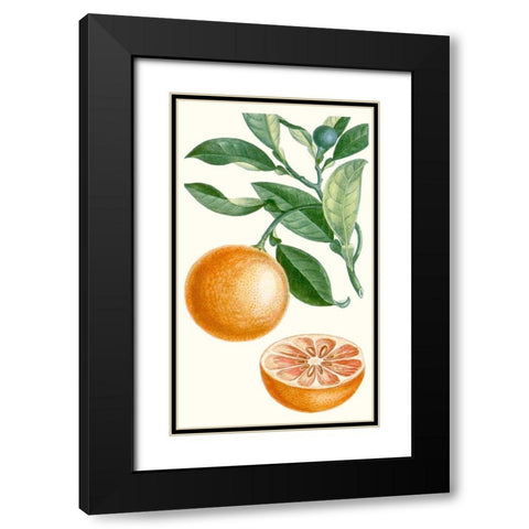 Turpin Fruit II Black Modern Wood Framed Art Print with Double Matting by Turpin
