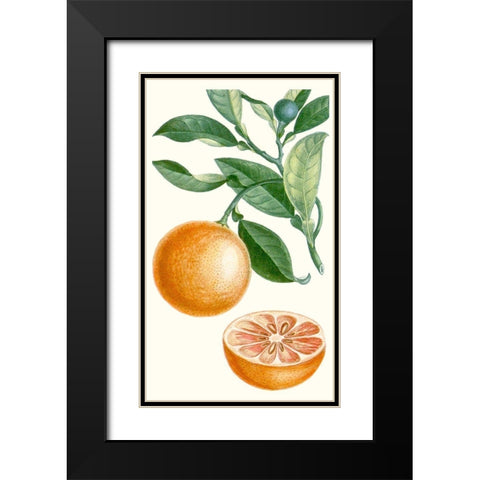 Turpin Fruit II Black Modern Wood Framed Art Print with Double Matting by Turpin