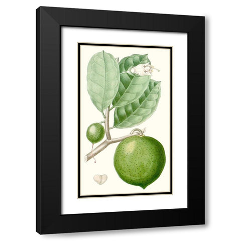 Turpin Fruit III Black Modern Wood Framed Art Print with Double Matting by Turpin