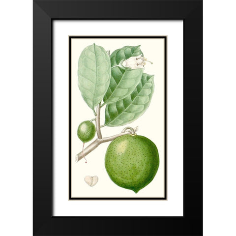 Turpin Fruit III Black Modern Wood Framed Art Print with Double Matting by Turpin