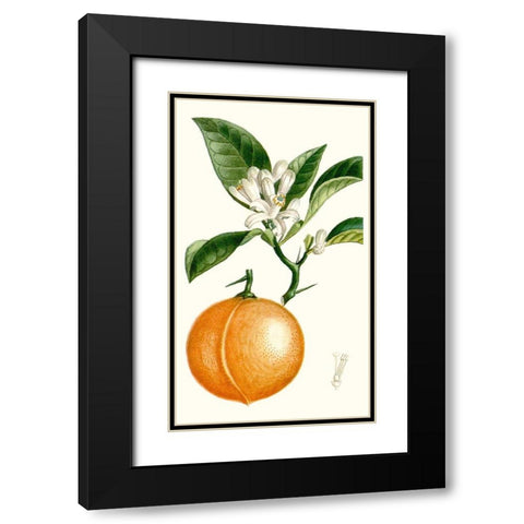 Turpin Fruit IV Black Modern Wood Framed Art Print with Double Matting by Turpin