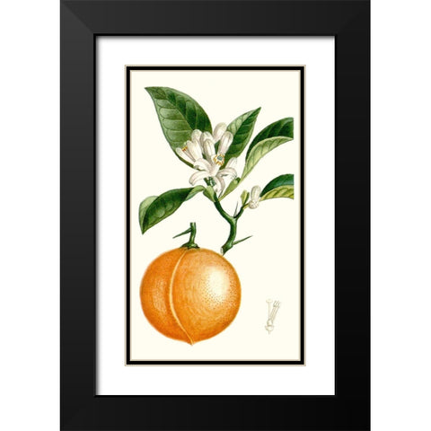 Turpin Fruit IV Black Modern Wood Framed Art Print with Double Matting by Turpin