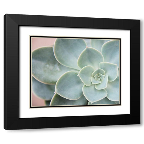 Succulent Glow III Black Modern Wood Framed Art Print with Double Matting by Johnson, Jason