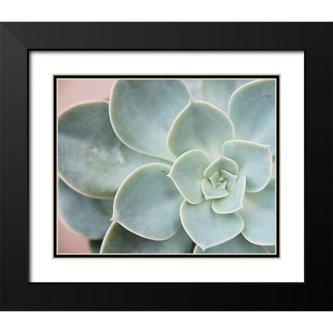 Succulent Glow III Black Modern Wood Framed Art Print with Double Matting by Johnson, Jason