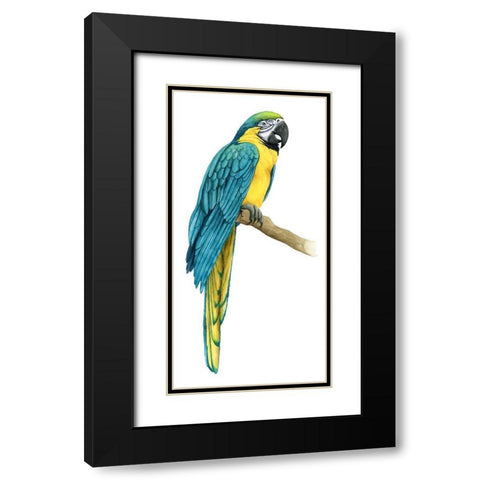Teal Macaw I Black Modern Wood Framed Art Print with Double Matting by Popp, Grace