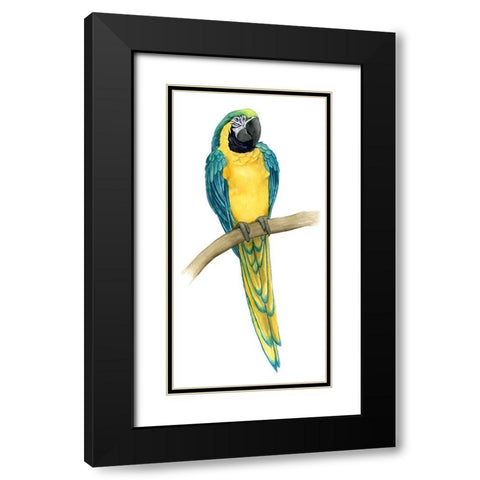 Teal Macaw II Black Modern Wood Framed Art Print with Double Matting by Popp, Grace