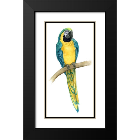Teal Macaw II Black Modern Wood Framed Art Print with Double Matting by Popp, Grace