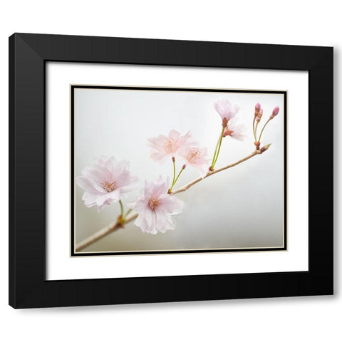 Cherry Blossom Study II Black Modern Wood Framed Art Print with Double Matting by McLoughlin, James