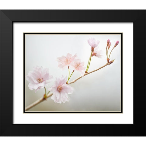 Cherry Blossom Study II Black Modern Wood Framed Art Print with Double Matting by McLoughlin, James