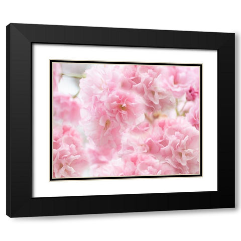 Cherry Blossom Study IV Black Modern Wood Framed Art Print with Double Matting by McLoughlin, James