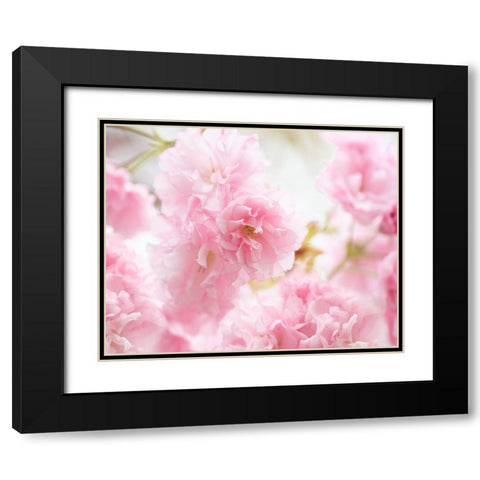 Cherry Blossom Study V Black Modern Wood Framed Art Print with Double Matting by McLoughlin, James