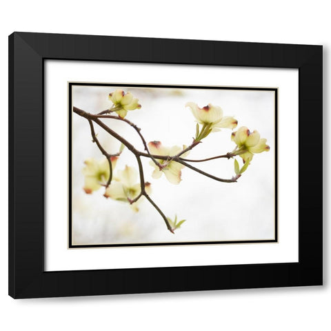 Dogwood Detail I Black Modern Wood Framed Art Print with Double Matting by McLoughlin, James