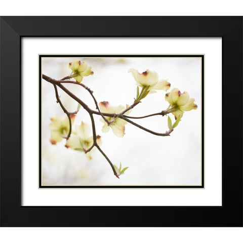 Dogwood Detail I Black Modern Wood Framed Art Print with Double Matting by McLoughlin, James