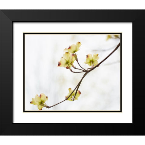 Dogwood Detail II Black Modern Wood Framed Art Print with Double Matting by McLoughlin, James