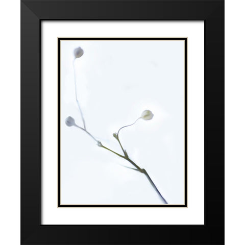 White Buds I Black Modern Wood Framed Art Print with Double Matting by McLoughlin, James