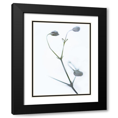 White Buds II Black Modern Wood Framed Art Print with Double Matting by McLoughlin, James