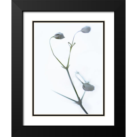 White Buds II Black Modern Wood Framed Art Print with Double Matting by McLoughlin, James