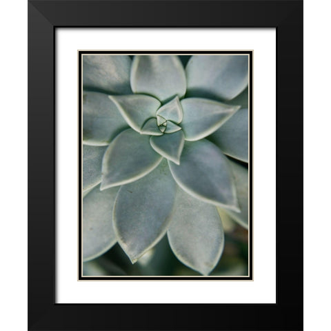 Hanging Garden Succulent II Black Modern Wood Framed Art Print with Double Matting by Johnson, Jason