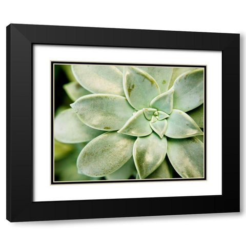 Spring Succulent II Black Modern Wood Framed Art Print with Double Matting by Johnson, Jason
